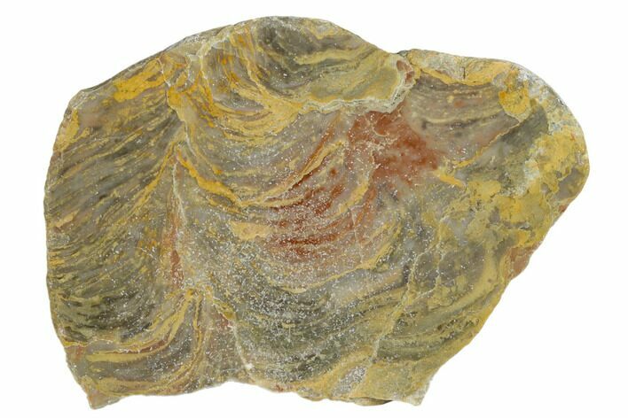 Polished Stromatolite From Russia - Million Years #180024